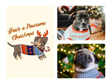 2024 christmas kaytrain pet