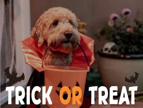 2025 halloween frame 02